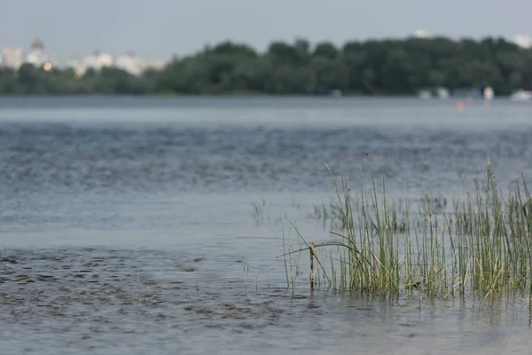 Malerischer Blick Auf Den Blauen Fluss Mit Grünem Gras Und — Stockfoto