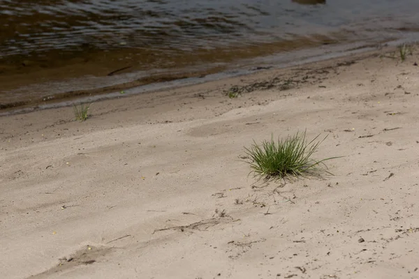 Коричневе Річкове Узбережжя Піском Зеленою Травою — стокове фото