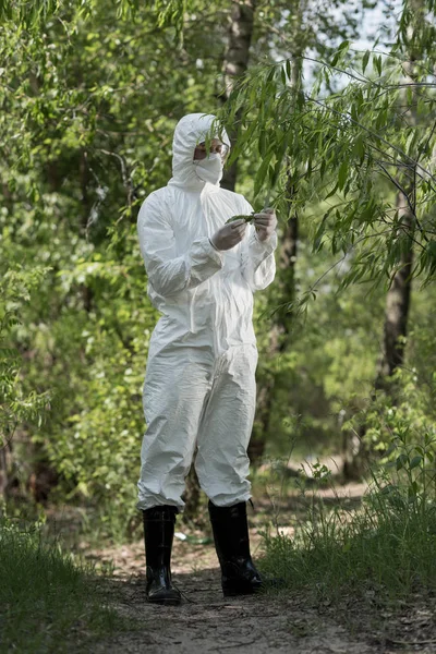保護衣装と人工呼吸器で森の木の葉に触れる生態学者の完全な長さのビュー — ストック写真