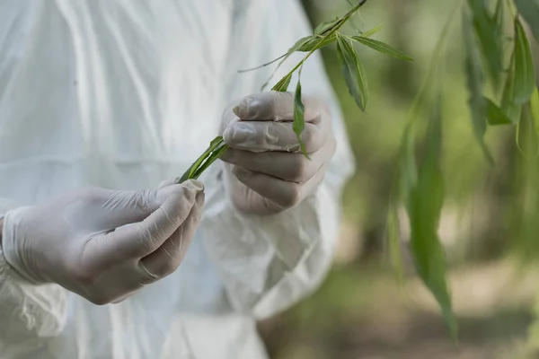 Gedeeltelijke Weergave Van Ecoloog Beschermende Kostuum Aanraken Boom Verlaat Bos — Stockfoto