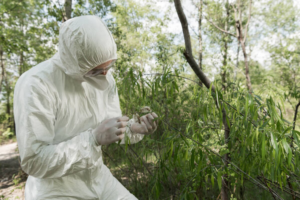 ecologist in protective costume, respirator and goggles holding plant in forest