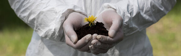 panoramic shot of ecologist in latex gloves holding handful of soil with dandelion