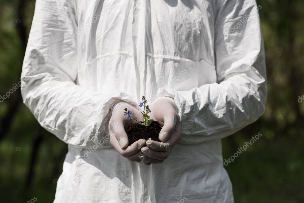 partial view of ecologist in latex gloves holding handful of soil with dayflowers