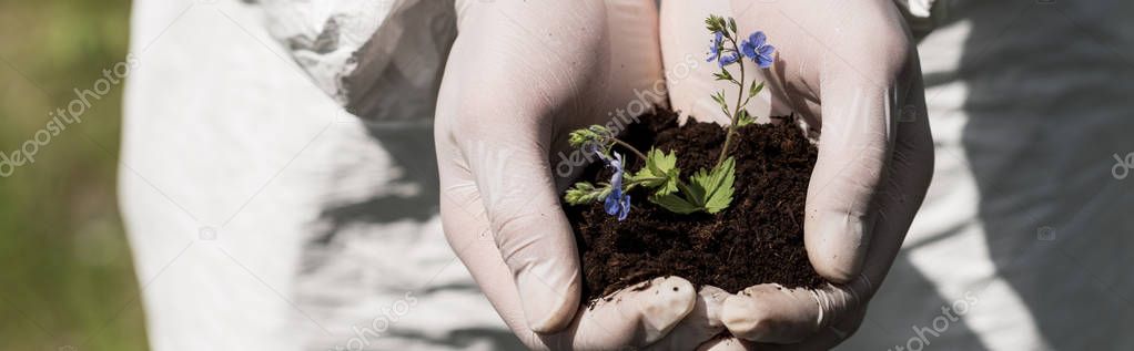 panoramic shot of ecologist in latex gloves holding handful of soil with dayflowers