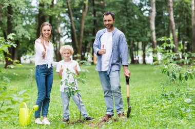 happy family showing thumbs up during planting seedlings in park clipart