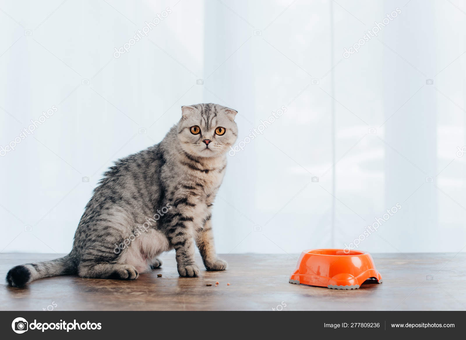 cat sitting on table