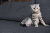 Skotská kočka sedící na pohovce v obývacím pokoji