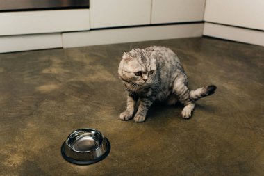 İskoç kat kedi uzakta mutfakta kase yakın bakıyor
