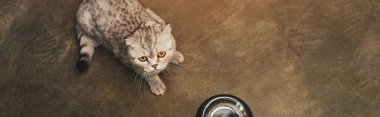 panoramic shot of adorable tabby grey scottish fold cat near bowl on floor clipart