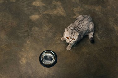 yerde kase yakınında yatan İskoç kat kedi üst görünümü