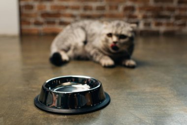 katta İskoç kat kedi yakın metal kase seçici odak