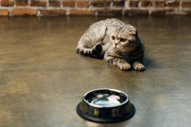 adorable scottish fold cat lying near bowl on floor clipart