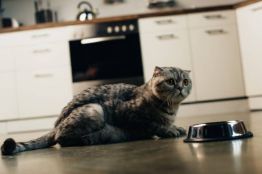 mutfakta katta kase yakın gri İskoç kat kedi
