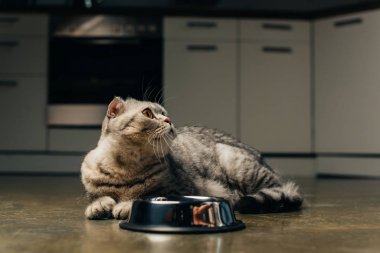 İskoç kat kedi mutfakta katta kase yakın arıyor 