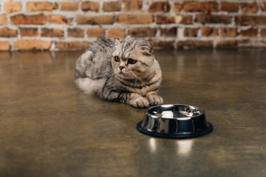 sevimli İskoç kat kedi katta kase yakınında yalan
