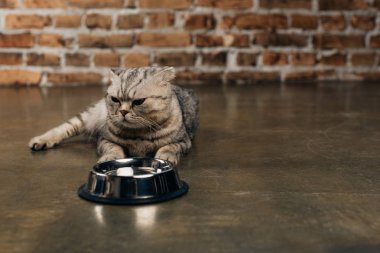 İskoç kat kedi kopya alanı ile katta metal kase yakınında oturan