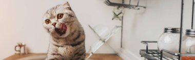 mutfakta yalama sevimli gri İskoç kat kedi panoramik çekim 