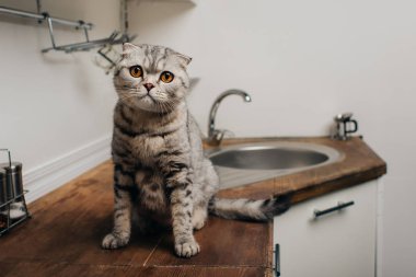 sevimli tekir gri İskoç kat kedi Mutfak Sayacı oturan