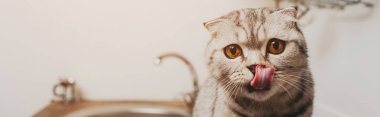 panoramic shot of cute grey scottish fold cat licking nose in kitchen  clipart