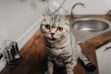 sevimli gri İskoç kat kedi Mutfak Sayacı oturan ve burun yalama
