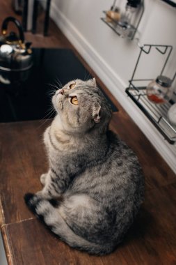 Mutfak Tezgahı oturan sevimli gri İskoç kat kedi Yüksek Açı Görünümü