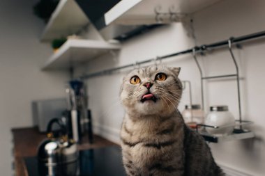 sevimli gri İskoç kat kedi Mutfak Sayacı üzerinde oturan ve dil dışarı yapışma