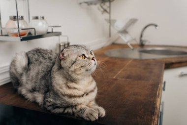 sevimli gri İskoç kat kedi Mutfak Sayacı üzerinde yalan