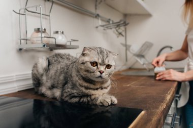 Mutfakta İskoç kat kedi yakınında evcil hayvan maması ile genç kadın açılış can Kırpılmış görünümü