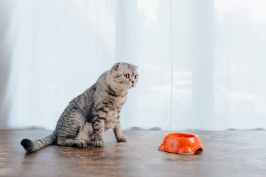 sevimli İskoç kat kedi evcil hayvan gıda ile kase yakınında masada oturan