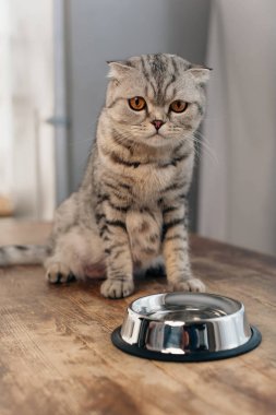 metal kase yakınında masada oturan sevimli İskoç kat kedi 