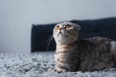 sevimli İskoç kat kedi yatak odasında oturan ve yukarı bakıyor
