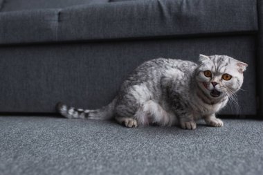 İskoç kat kedi kanepe yakınında oturan ve oturma odasında miyavlama