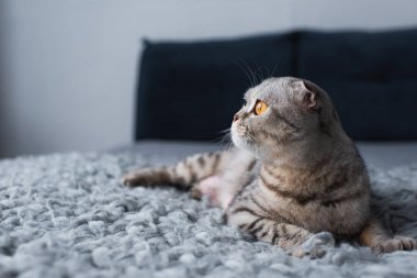 sevimli İskoç kat kedi seçici odak yatak odasında oturan ve uzağa bakarak