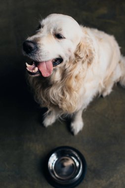 adorable golden retriever dog sticking tongue out near metal bowl at home clipart
