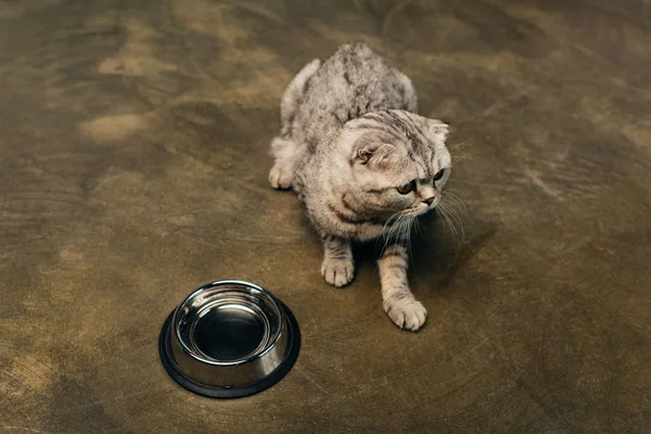 Tabby Söpö Harmaa Scottish Fold Cat Lähellä Kulhoon Lattialla — kuvapankkivalokuva