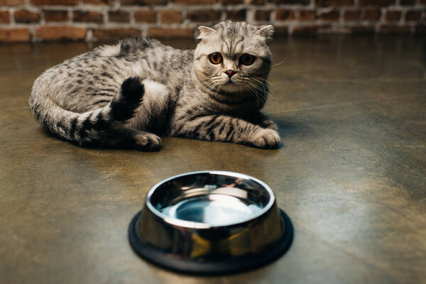 adorable tabby grey scottish fold cat near bowl on floor