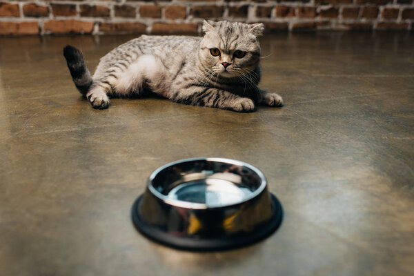 adorable tabby scottish fold cat near bowl on floor