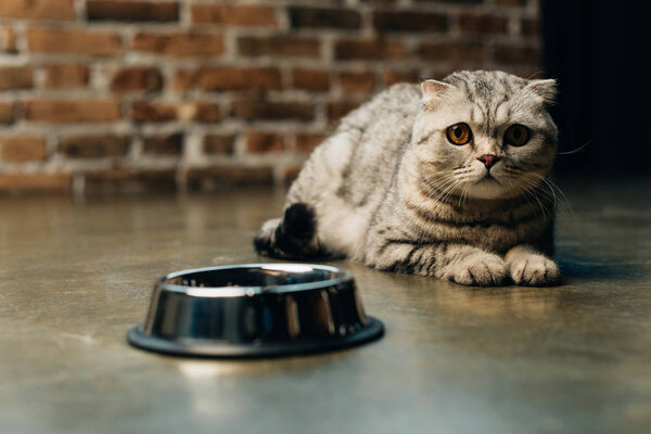 cute tabby scottish fold cat near bowl on floor