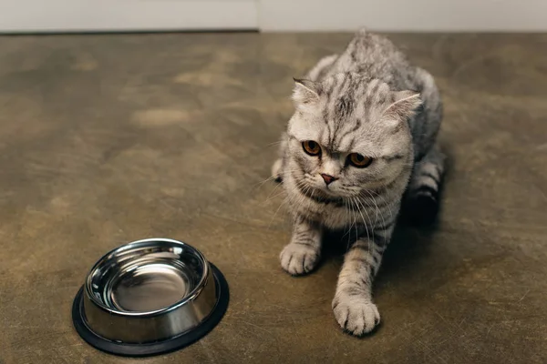 Χαριτωμένο Τιγρέ Σκωτσέζικη Δίπλωση Γάτα Κοντά Μπολ Στο Πάτωμα — Φωτογραφία Αρχείου