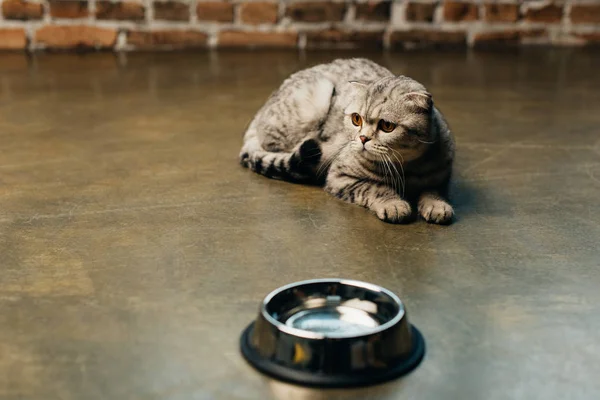 Adorable Scottish Fold Cat Lying Bowl Floor — Stock Photo, Image