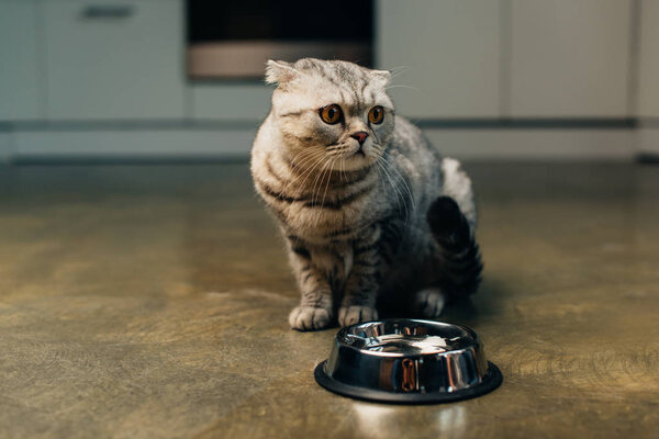 adorable scottish fold cat near bowl on floor in kitchen