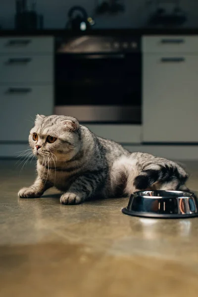 Αξιολάτρευτο Σκωτσέζικο Δίπλωμα Γάτα Κοντά Μπολ Στο Πάτωμα Στην Κουζίνα — Φωτογραφία Αρχείου