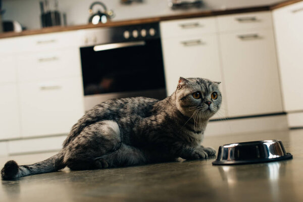 grey scottish fold cat near bowl on floor in kitchen