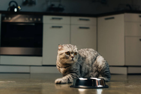 grey scottish fold cat near bowl on floor in kitchen