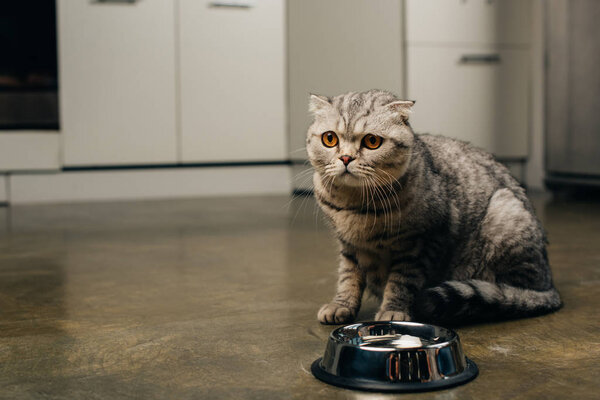 tabby grey scottish fold cat near bowl on floor in kitchen