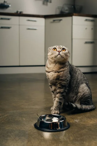 tabby grey scottish fold cat looking up near bowl on floor in kitchen