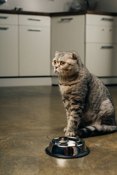 scottish fold cat looking away near bowl on floor in kitchen 