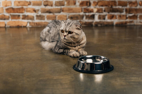 cute scottish fold cat lying near bowl on floor