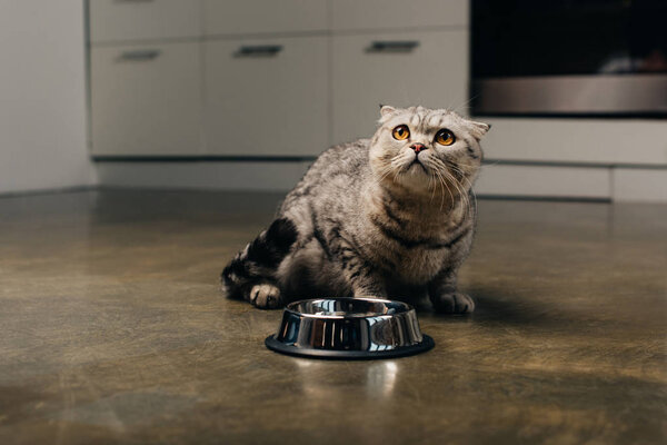 cute scottish fold cat sitting on floor near metal bowl in kitchen