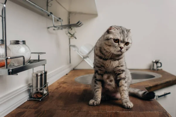 Lindo Tabby Gris Escocés Plegable Gato Sentado Cocina Contador — Foto de Stock